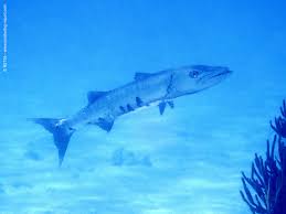 Image result for Malacanthus plumieri