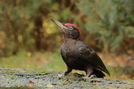 Attēlu rezultāti vaicājumam “Dryocopus martius”