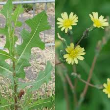 Attēlu rezultāti vaicājumam “Lactuca serriola”