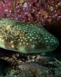 Image result for Haploblepharus edwardsii