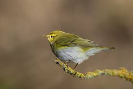 Attēlu rezultāti vaicājumam “Certhia familiaris adult”