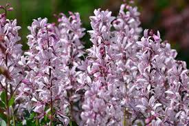 Image result for Diptam