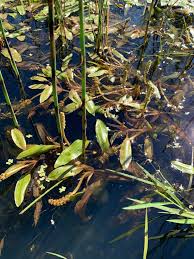 Attēlu rezultāti vaicājumam “Potamogeton gramineus”