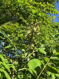 Attēlu rezultāti vaicājumam “Gymnocladus dioicus”