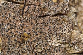 Attēlu rezultāti vaicājumam “Opegrapha rufescens”