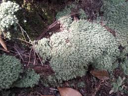 Attēlu rezultāti vaicājumam “Mnium lycopodioides”