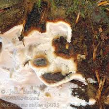 Attēlu rezultāti vaicājumam “Skeletocutis”