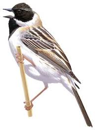 Image result for Emberiza pallasi