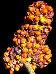 Attēlu rezultāti vaicājumam “Euura acutifoliae”