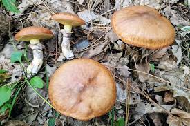 Attēlu rezultāti vaicājumam “Suillus luteus”