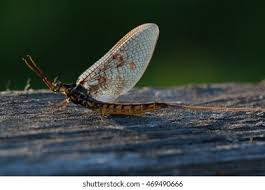 Attēlu rezultāti vaicājumam “Ephemeroptera imago”