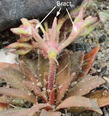 Attēlu rezultāti vaicājumam “Androsace septentrionalis fruit”