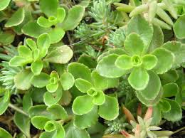 Attēlu rezultāti vaicājumam “Phedimus spurius”