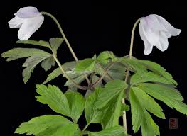 Attēlu rezultāti vaicājumam “Anemone nemorosa leaf”