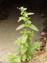 Attēlu rezultāti vaicājumam “Epilobium roseum flower”