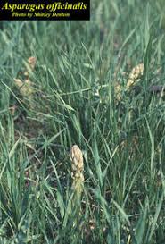Attēlu rezultāti vaicājumam “Asparagus officinalis”