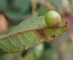 Attēlu rezultāti vaicājumam “Diplolepis eglanteriae”