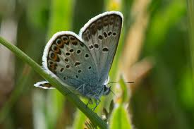 Attēlu rezultāti vaicājumam “Plebejus argus”