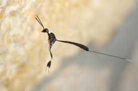 Attēlu rezultāti vaicājumam “Gasteruption jaculator imago”