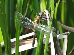Attēlu rezultāti vaicājumam “Cordulia aenea”