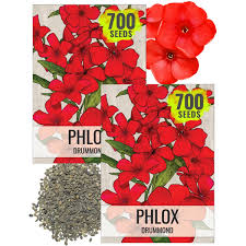 Image result for Phlox drummondii