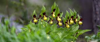 Attēlu rezultāti vaicājumam “Cypripedium calceolus flower”