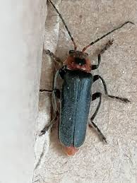 Attēlu rezultāti vaicājumam “Cantharis fusca”