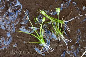 Attēlu rezultāti vaicājumam “Subularia aquatica”