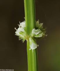Attēlu rezultāti vaicājumam “Lycopus europaeus flower”