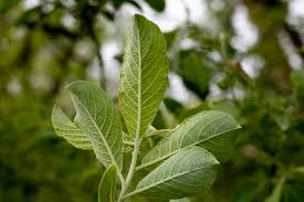 Attēlu rezultāti vaicājumam “Salix cinerea leaf”