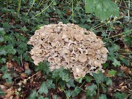 Attēlu rezultāti vaicājumam “Polyporus umbellatus”