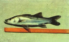 Image result for Centropomus parallelus