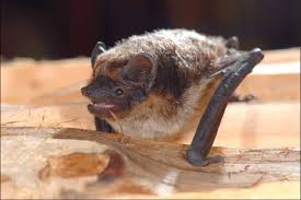 Attēlu rezultāti vaicājumam “Vespertilio murinus”