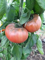 Afbeeldingsresultaat voor carbon tomato