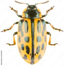 Attēlu rezultāti vaicājumam “Chrysomela vigintipunctata”