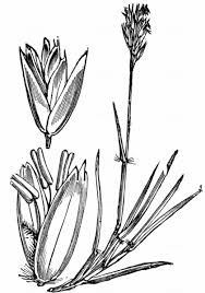 Attēlu rezultāti vaicājumam “Danthonia decumbens fruit”