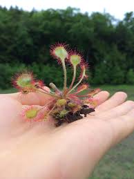 Attēlu rezultāti vaicājumam “Drosera rotundifolia flower”
