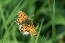 Attēlu rezultāti vaicājumam “Boloria eunomia”