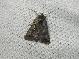 Attēlu rezultāti vaicājumam “Syngrapha interrogationis”