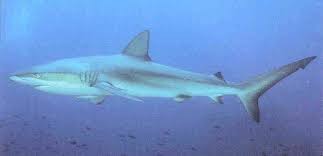 Image result for Carcharhinus galapagensis