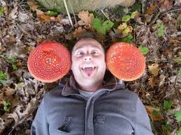 Image result for vliegenzwam