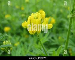 Attēlu rezultāti vaicājumam “Medicago sativa subsp. falcata”