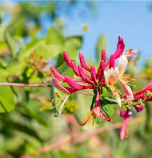 Attēlu rezultāti vaicājumam “Lonicera caprifolium”