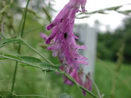 Attēlu rezultāti vaicājumam “Vicia cracca”