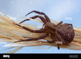 Attēlu rezultāti vaicājumam “Xysticus bifasciatus”