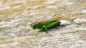 Attēlu rezultāti vaicājumam “Criocephalus rusticus”