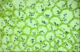 Attēlu rezultāti vaicājumam “Calypogeia azurea cells”