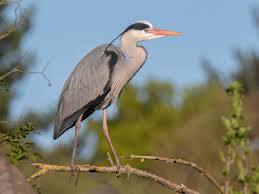 Image result for heron