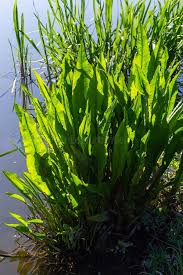 Attēlu rezultāti vaicājumam “Rumex hydrolapathum fruit”