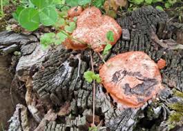 Attēlu rezultāti vaicājumam “Fuligo septica var. rufa”